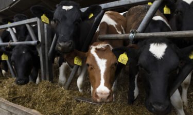 Heifers feed in a barn at a farm in Ashford
