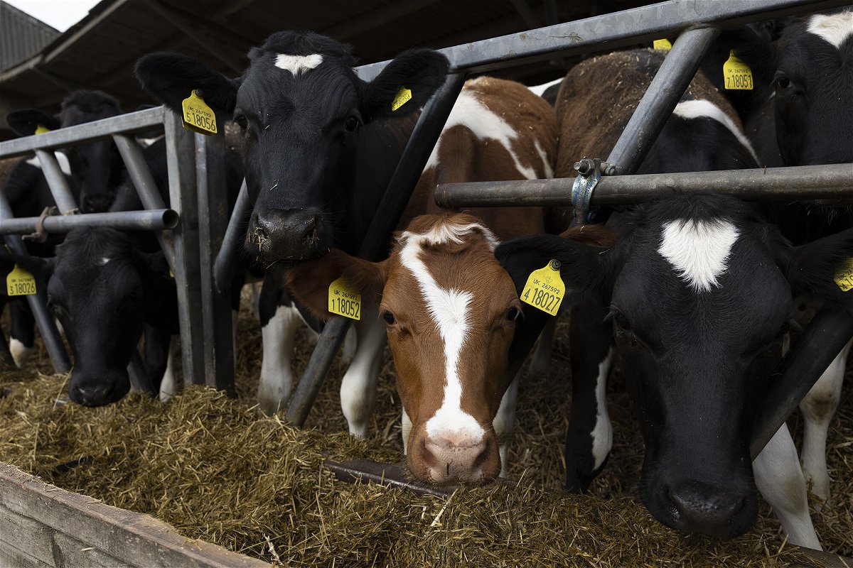 <i>Dan Kitwood/Getty Images</i><br/>Heifers feed in a barn at a farm in Ashford