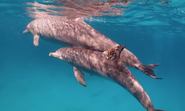 A dolphin with a fungal infection on its dorsal fin. Rubbing against certain corals may protect dolphins against skin complaints.