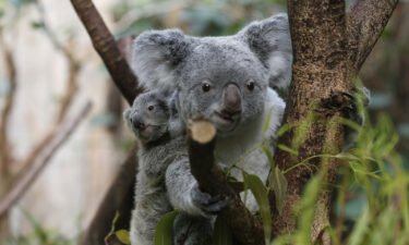 A male koala baby clings onto its mother's back at the zoo in Duisburg