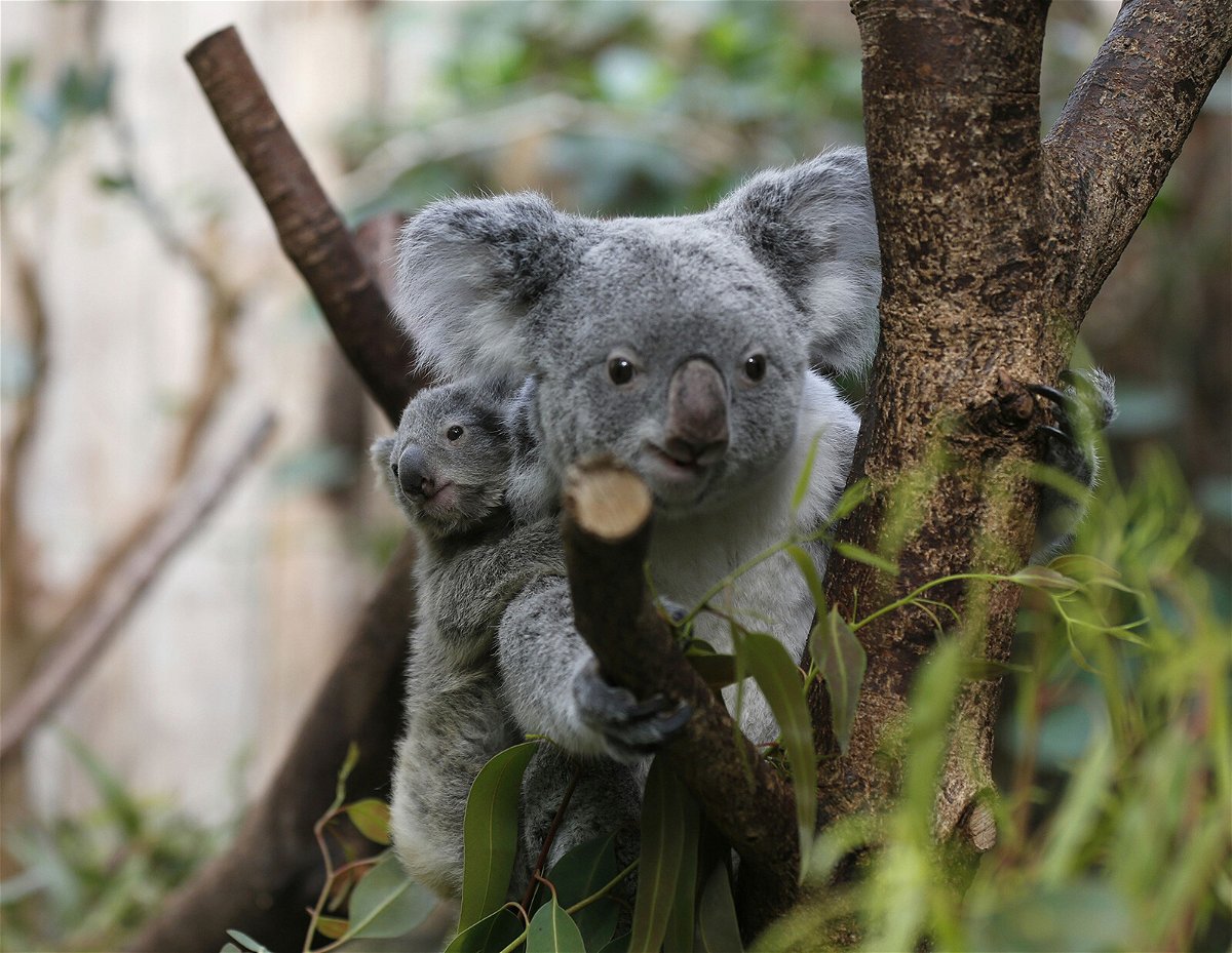 <i>Frank Augstein/AP</i><br/>A male koala baby clings onto its mother's back at the zoo in Duisburg