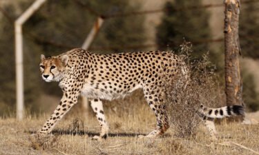 Asiatic cheetah numbers are rapidly dwindling