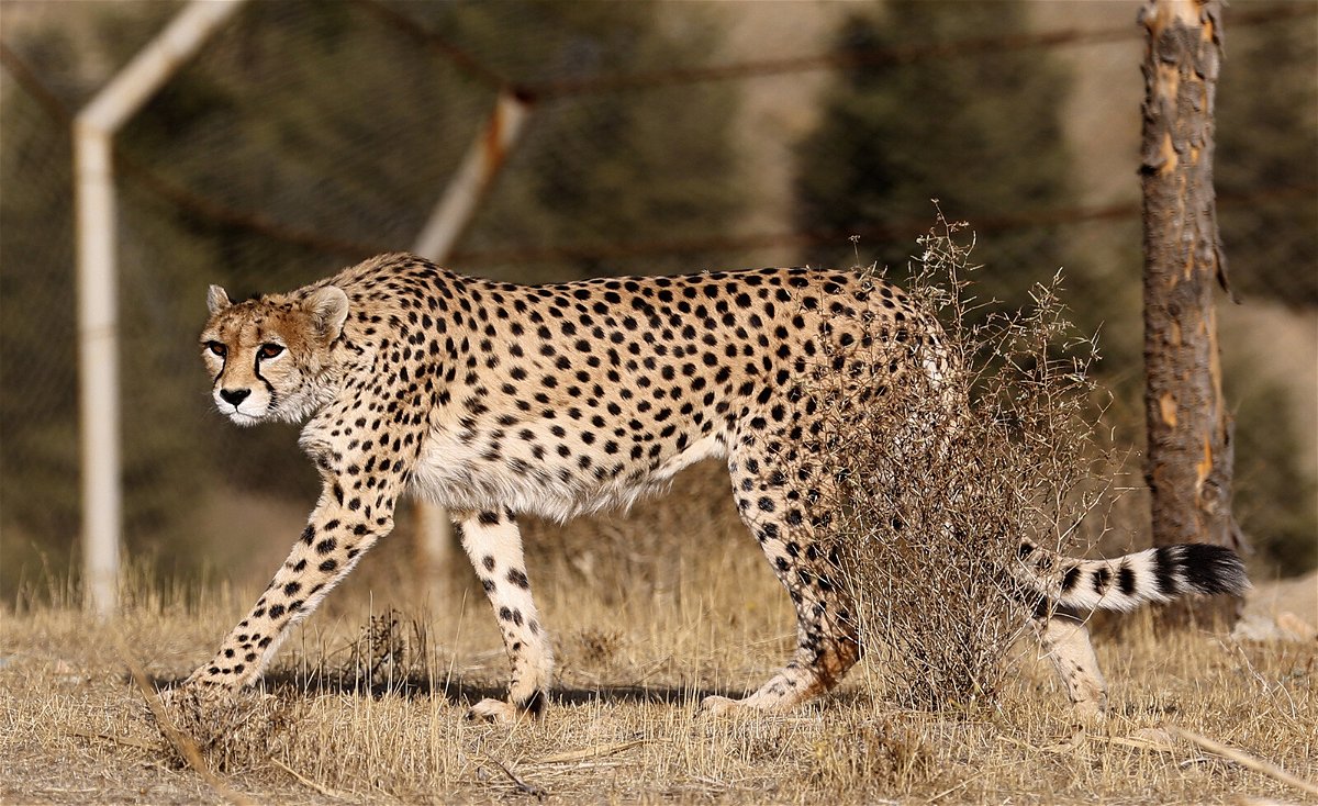 <i>Atta Kenare/AFP/Getty Images</i><br/>Asiatic cheetah numbers are rapidly dwindling