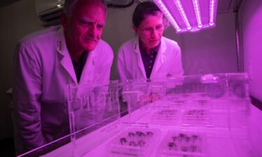 Plants have been grown in lunar soil for the 1st time ever. (From left) Ferl and Paul grew the seeds under LED lights tuned to optimal wavelengths for photosynthetic plant growth.
