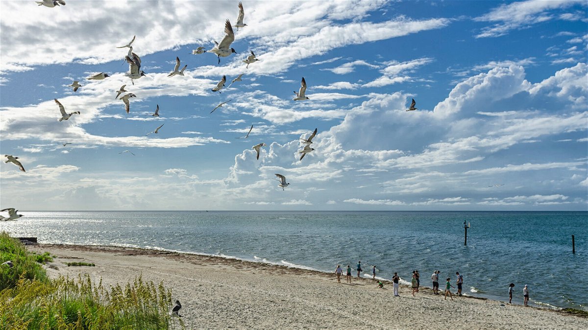 <i>JeanCHebert/iStockphoto/Getty Images</i><br/>'Dr. Beach' names the top 10 US beaches for 2022. Seagulls are pictured off the coast of Ocracoke Island in the Outer Banks.