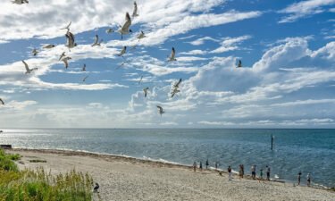 'Dr. Beach' names the top 10 US beaches for 2022. Seagulls are pictured off the coast of Ocracoke Island in the Outer Banks.