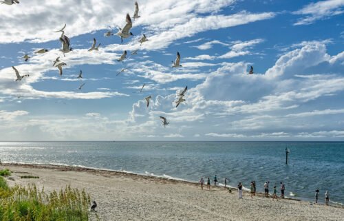 'Dr. Beach' names the top 10 US beaches for 2022. Seagulls are pictured off the coast of Ocracoke Island in the Outer Banks.