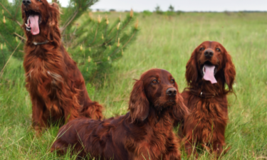 Dog breeds with the most timeless popularity