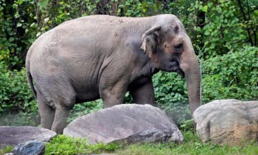 New York's highest court ruled on June 14 that an elephant at the Bronx Zoo is not a "person" and that the civil rights group fighting for her release to a sanctuary is not entitled to do so on her behalf.