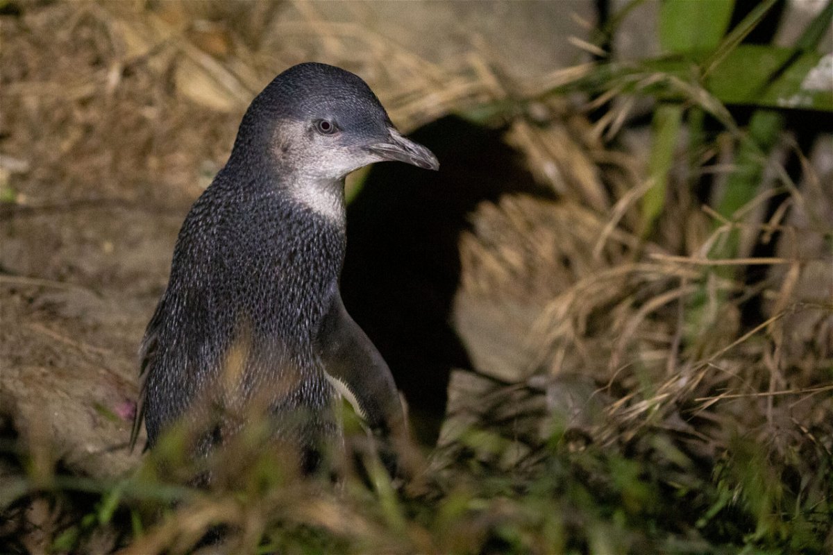 <i>Sanka Vidanagama/NurPhoto/Getty Images</i><br/>The bodies of hundreds of little blue penguins have washed up on the beaches of New Zealand's northern coast in recent weeks