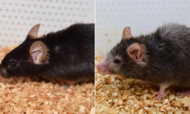 These mice are brother and sister