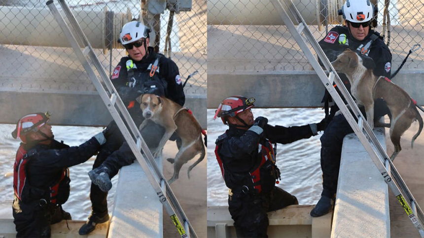 Dogs Rescued