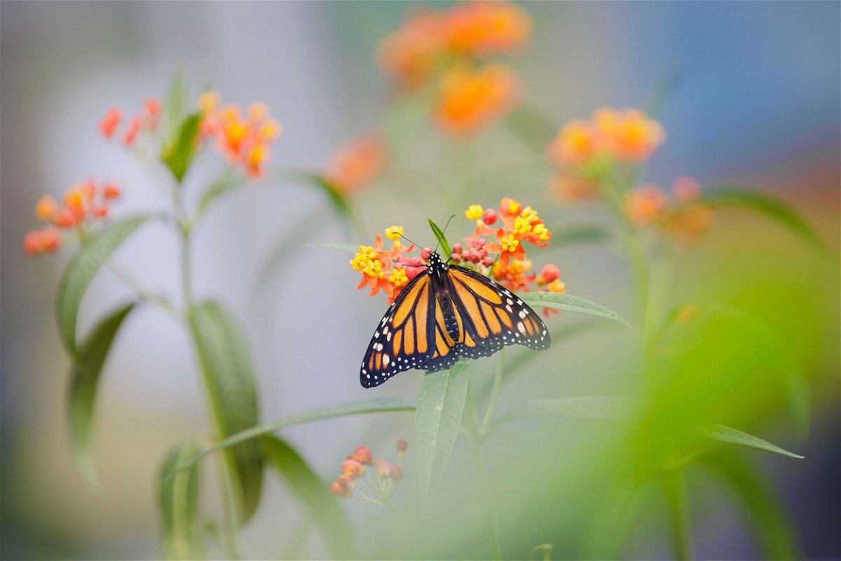<i>Thomas Trutschel/Photothek/Getty Images</i><br/>Habitat loss and the climate crisis are increasingly threatening monarch butterfly populations