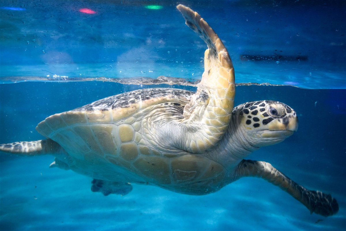 <i>Stringer/Anadolu Agency/Getty Images/File</i><br/>A green sea turtle seen in Guangzhou