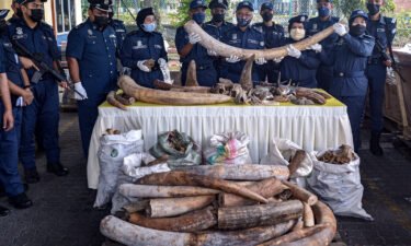 Malaysian customs officers display seized elephant tusks and other animal body parts in Port Klang