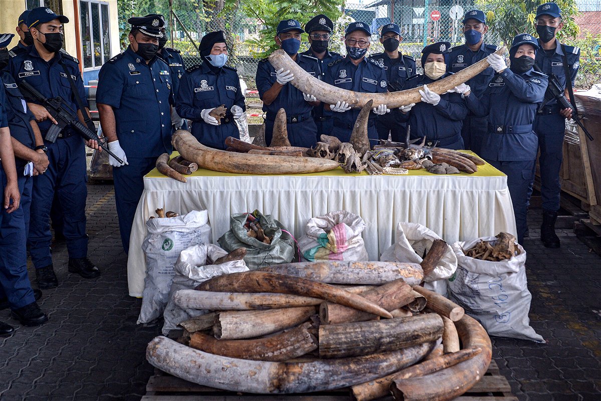<i>Zahim Mohd/NurPhoto/Getty Images</i><br/>Malaysian customs officers display seized elephant tusks and other animal body parts in Port Klang