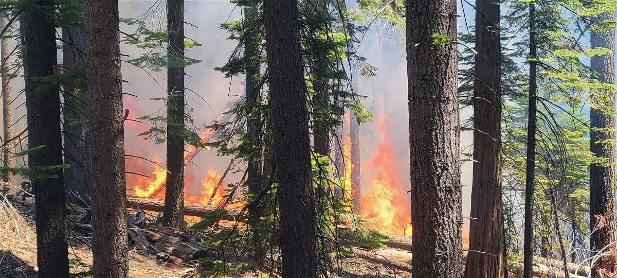 <i>Yosemite National Park/Twitter</i><br/>The Washburn Fire is burning near the lower portion of the Mariposa Grove in Yosemite National Park.