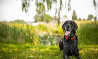 Quality of life signs to check for your aging pet