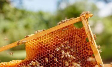 The health of honey bee colonies in Texas