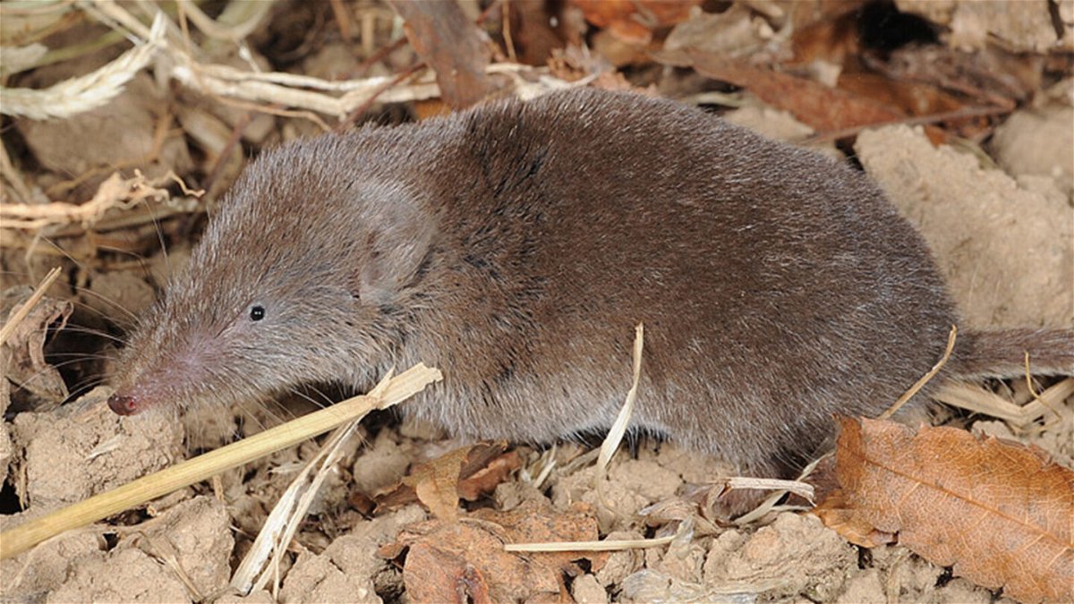 <i>Hyun-tae Kim/Creative Commons</i><br/>An Ussuri white-toothed shrew is pictured here. Scientists in China have detected a novel virus in the species.