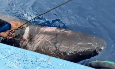 A Greenland shark was found in the western Caribbean for the first time ever.