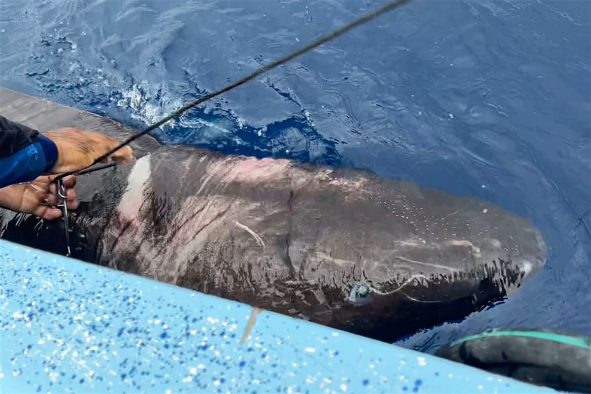 <i>Devanshi Kasana/FIU</i><br/>A Greenland shark was found in the western Caribbean for the first time ever.