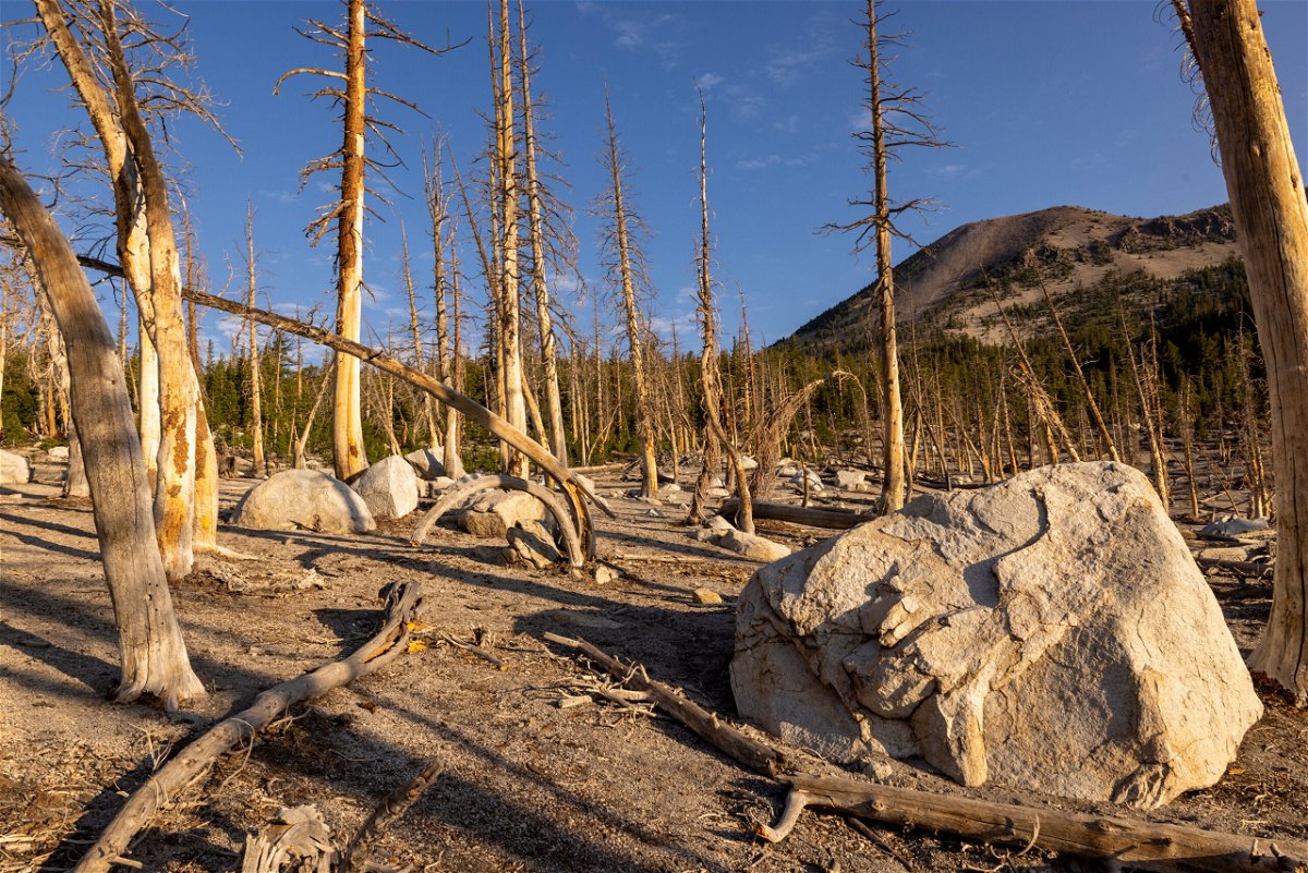 <i>David McNew/Getty Images</i><br/>Dead trees are seen near drought-shrunken Horseshoe Lake near Mammoth Lakes