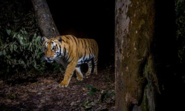 A tiger in Bardia National Park