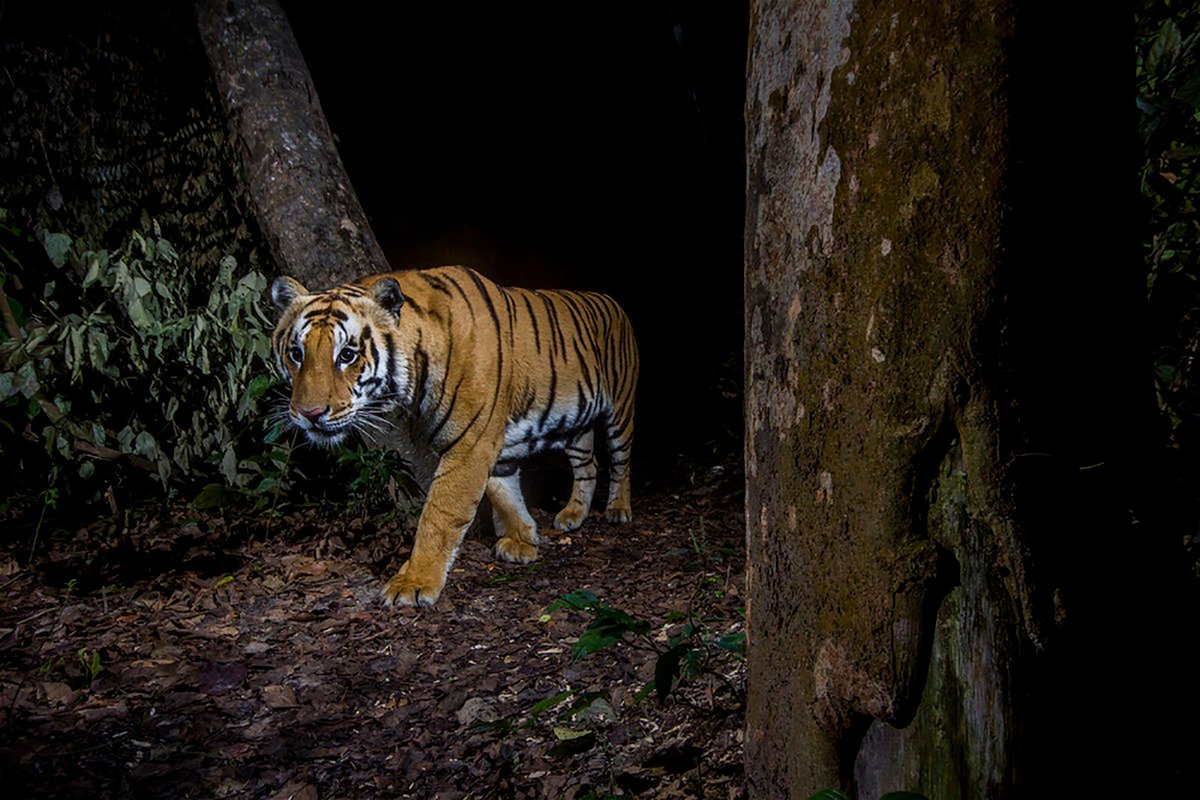 <i>Emmanuel Rondeau/WWF-US</i><br/>A tiger in Bardia National Park