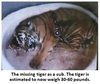 Conservation officers to search for missing tiger