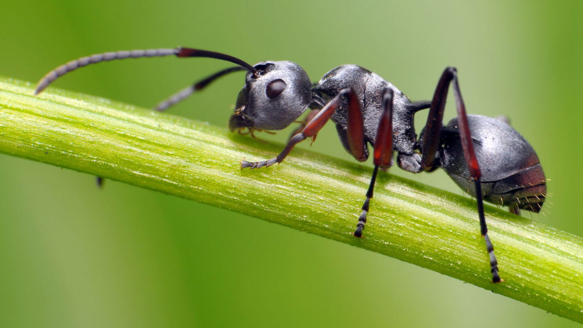 <i>Rundstedt B. Rovillos/Moment RF/Getty Images</i><br/>There are an estimated  3 quadrillion ground-dwelling ants.