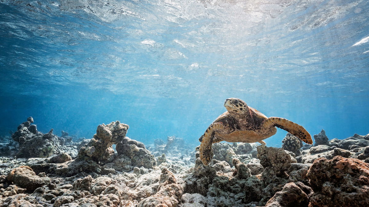 <i>Vakkuru/Nekton/Associated Press</i><br/>Turtle swims above seabed on 6th February in Vakkuru Maldives.