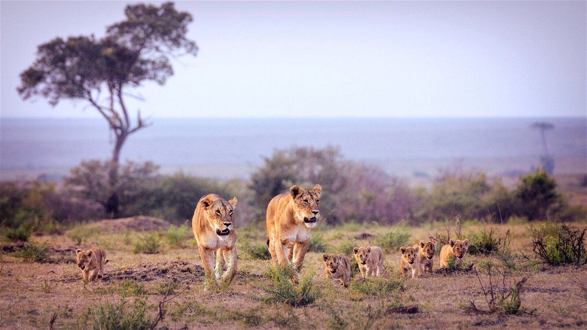 <i>Vicki Jauron/Babylon and Beyond/Moment RF/Getty Images</i><br/>Lionesses with cubs