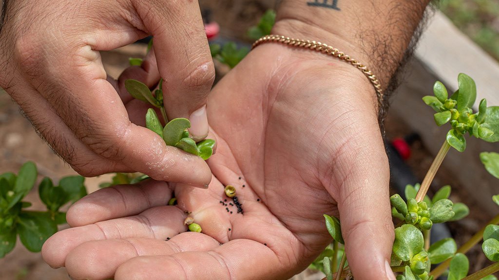 After poking through the leaves of a verdolaga succulent, Lorenzo Luevano holds the seeds of the plant in the palm of his hand in San Elizario on Sept. 1. 