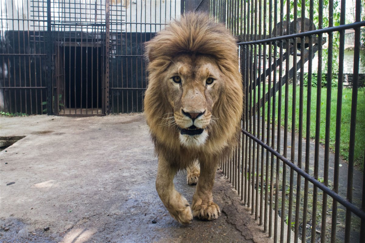 <i>The Wild Animal Sanctuary</i><br/>Nine lions rescued from Ukraine and then transported to Romania have arrived at their final homes in Colorado.