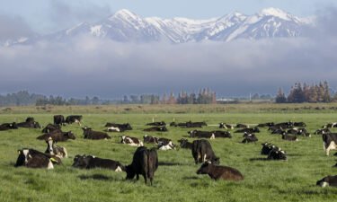 As dairy cows graze on a farm on the South Island of New Zealand