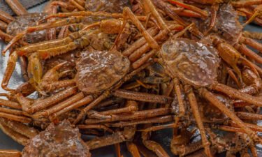 The snow crab population in the waters around Alaska shrank from around 8 billion in 2018 to 1 billion in 2021.