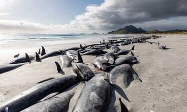 Stranded pilot whales seen on Chatham Islands