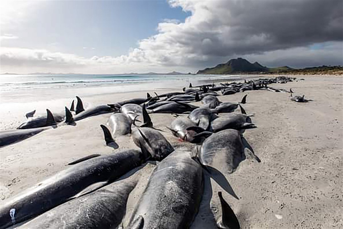 <i>Courtesy Tamzin Henderson</i><br/>Stranded pilot whales seen on Chatham Islands