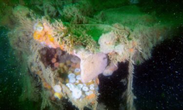 A World War II shipwreck is still leaking explosives and other toxic elements into the ocean. Torn deck plating and microbial colonies were seen on the wreck of the V-1302 John Mahn