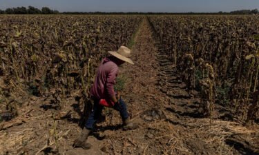 A worker walks along a dried-up field of sunflowers near Sacramento