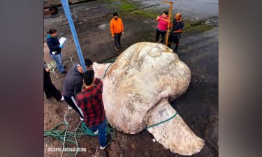 The giant sunfish was carefully lifted by a forklift so that it could be weighed and measured.