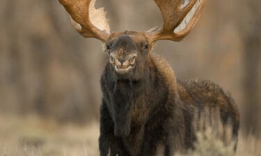 A moose gives a toothy -- and goofy -- grin in Wyoming