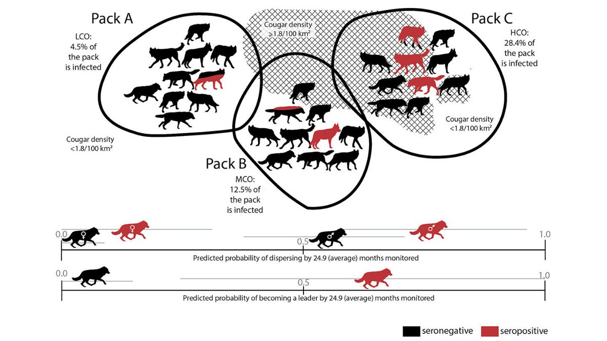 <i>Kira Cassidy/NPS</i><br/>A graphic depicts the probability of dispersal and becoming a pack leader in healthy wolves compared with wolves infected by the T. gondii parasite over the course of two years.