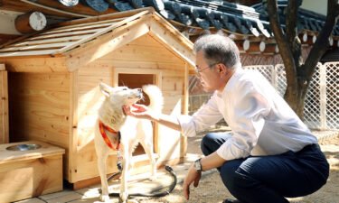 Moon Jae-in pets Pungsan dog Gomi in Seoul
