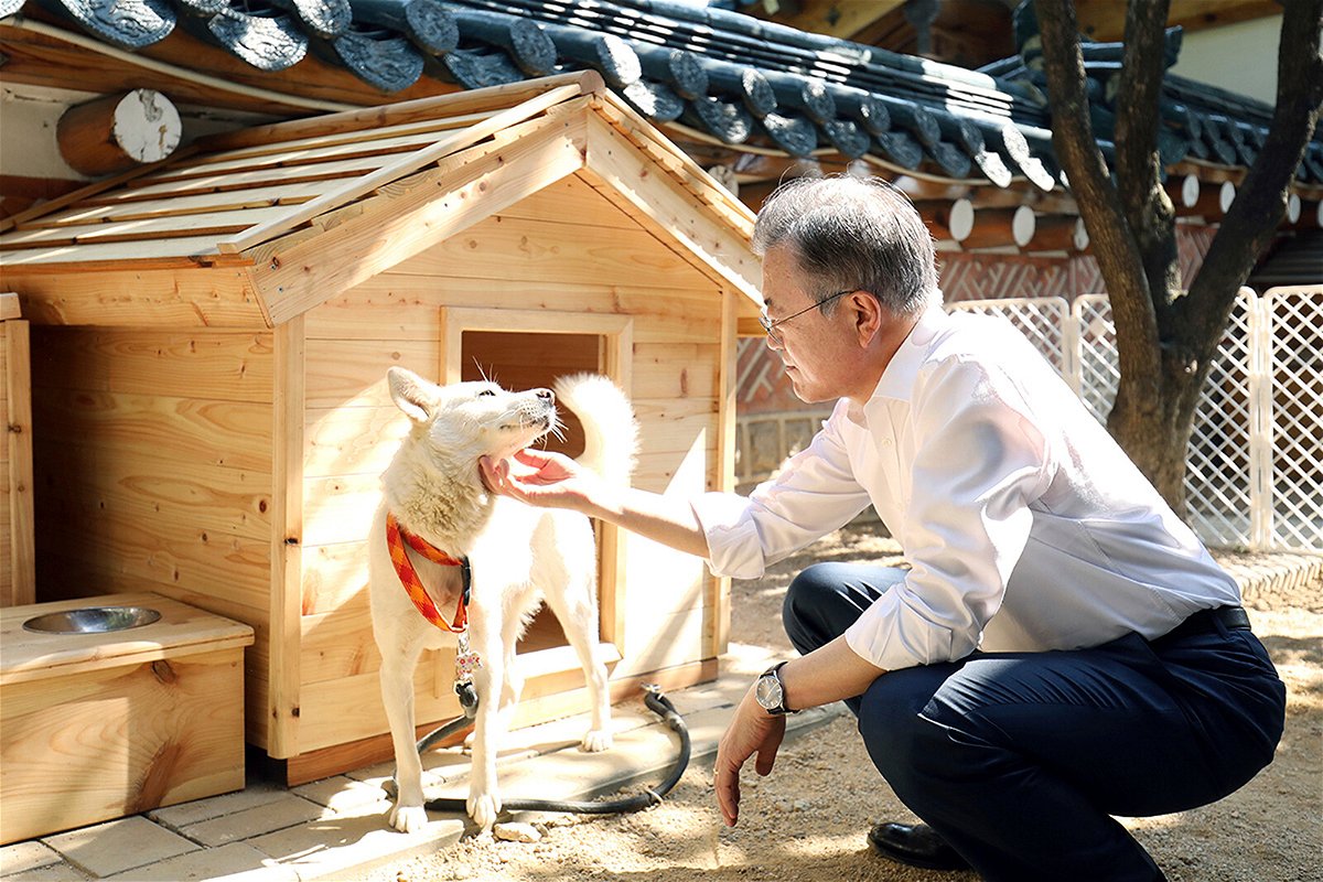 <i>South Korea Presidential Blue House/AP</i><br/>Moon Jae-in pets Pungsan dog Gomi in Seoul