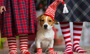How to ensure your pet has a happy and healthy holiday season