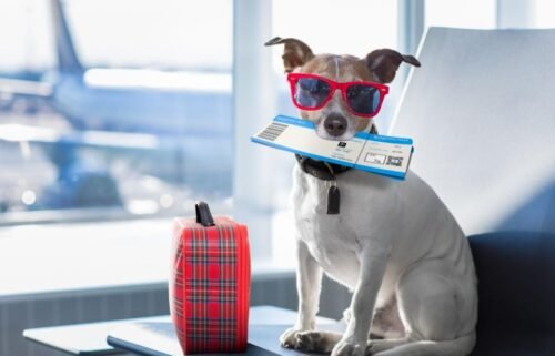 How to prepare for holiday travel with a pet