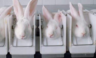 New York has become the tenth state to ban cosmetics testing on animals.
