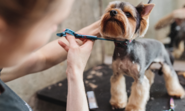 9 ways to save on dog care